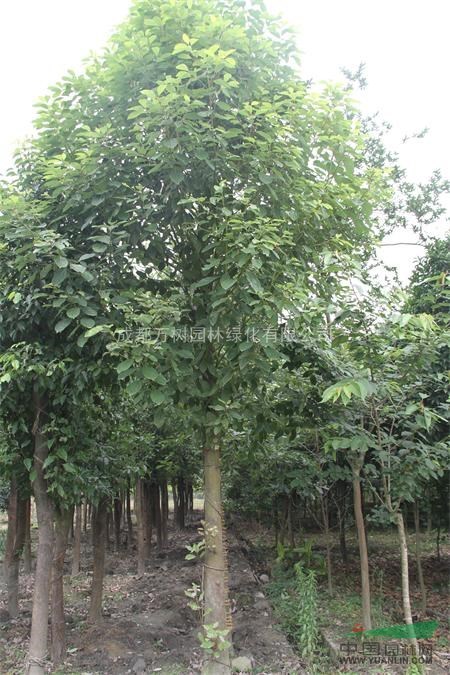 供應(yīng)香樟 香樟行道樹 成都大葉香樟 香樟工程苗 萬樹園林售
