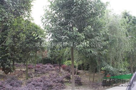 供應(yīng)香樟 香樟行道樹 成都大葉香樟 香樟工程苗 萬樹園林售