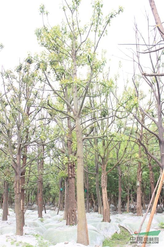四川地區(qū)供應(yīng)香樟 熟貨香樟 香樟工程苗 香樟行道樹