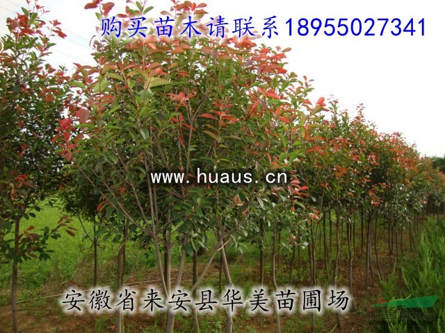 高桿紅葉石楠 華美苗圃