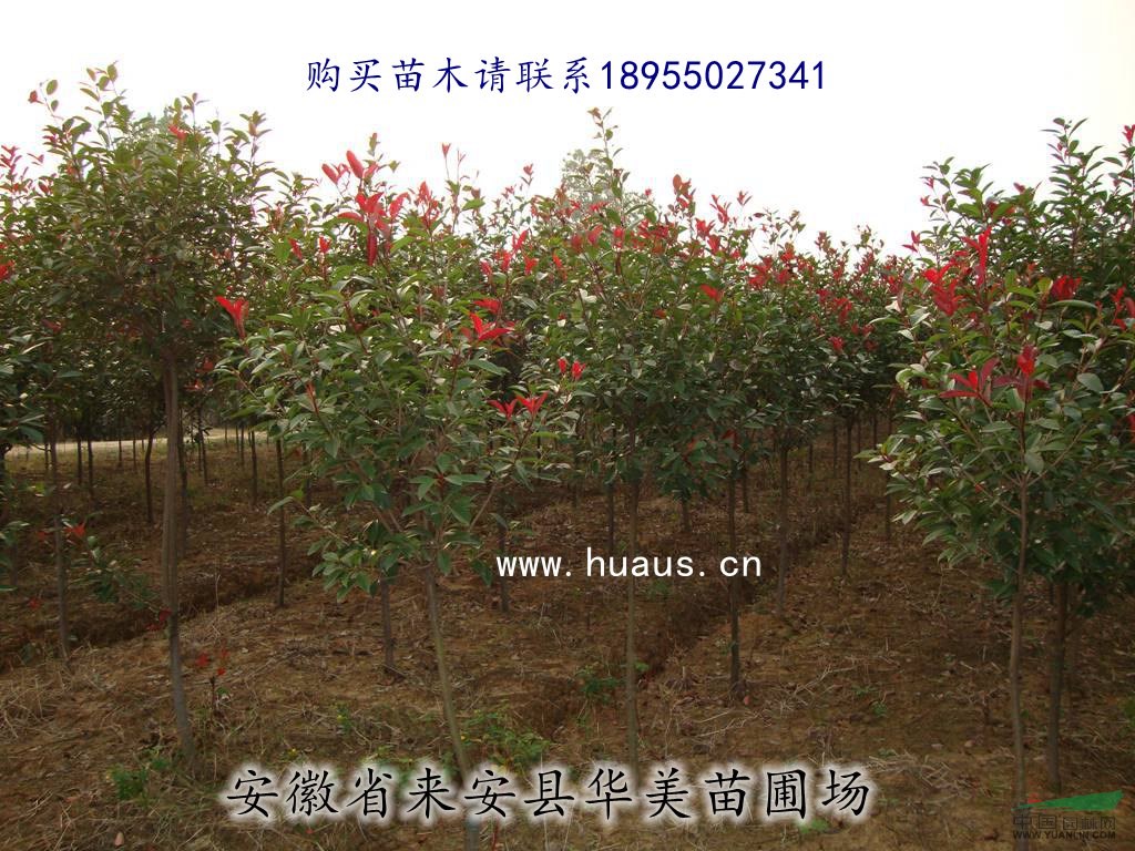 高桿紅葉石楠 華美苗圃