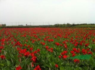 蚌埠常年大量供應(yīng)優(yōu)質(zhì)睡蓮，和優(yōu)質(zhì)荷花，顏色多種，自產(chǎn)自銷。