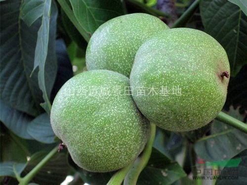山西供應(yīng)地徑5-10公分甜柿子樹，15-20公分柿子樹
