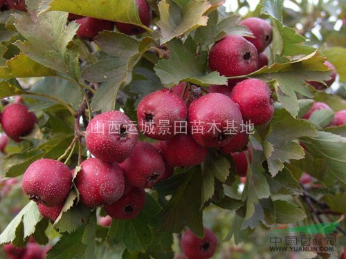 山西供應(yīng)地徑5-10公分甜柿子樹，15-20公分柿子樹