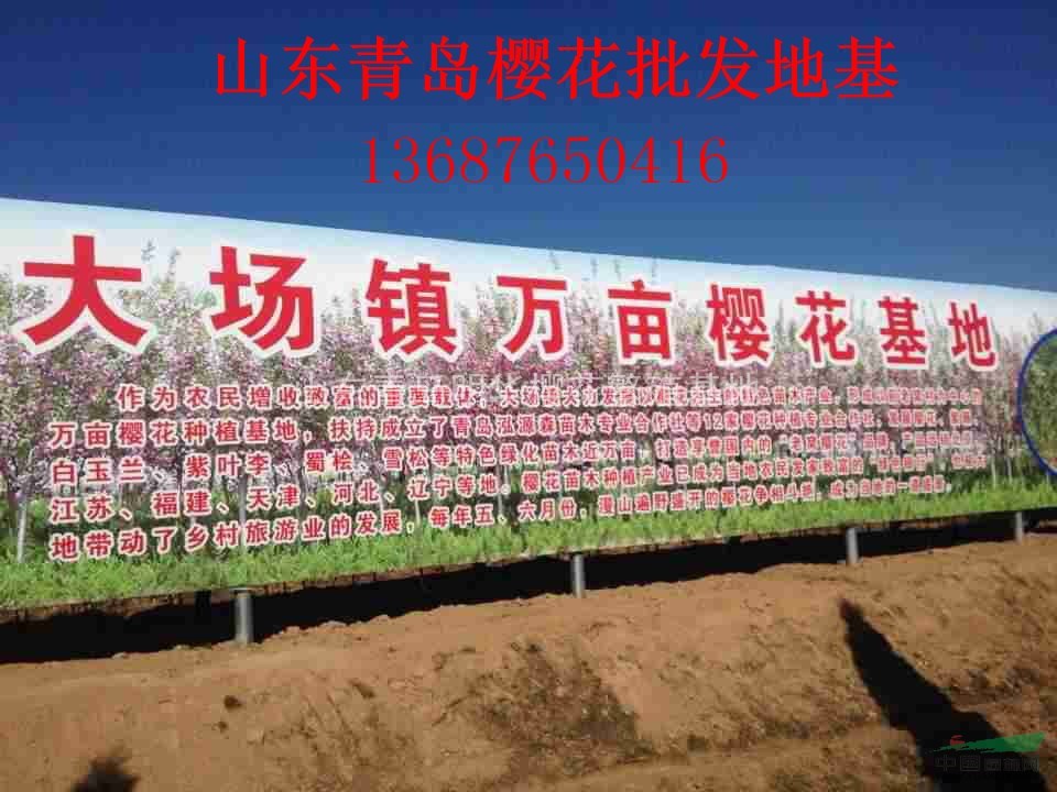 大量供應(yīng)2014年櫻花苗木 單櫻雙櫻苗木 染井吉野櫻花
