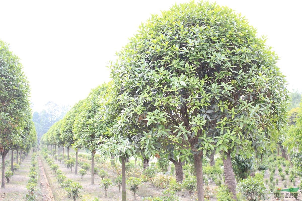 供應(yīng)桂花 成都桂花價格 桂花冠幅圓束 桂花照片 萬樹園林供應(yīng)