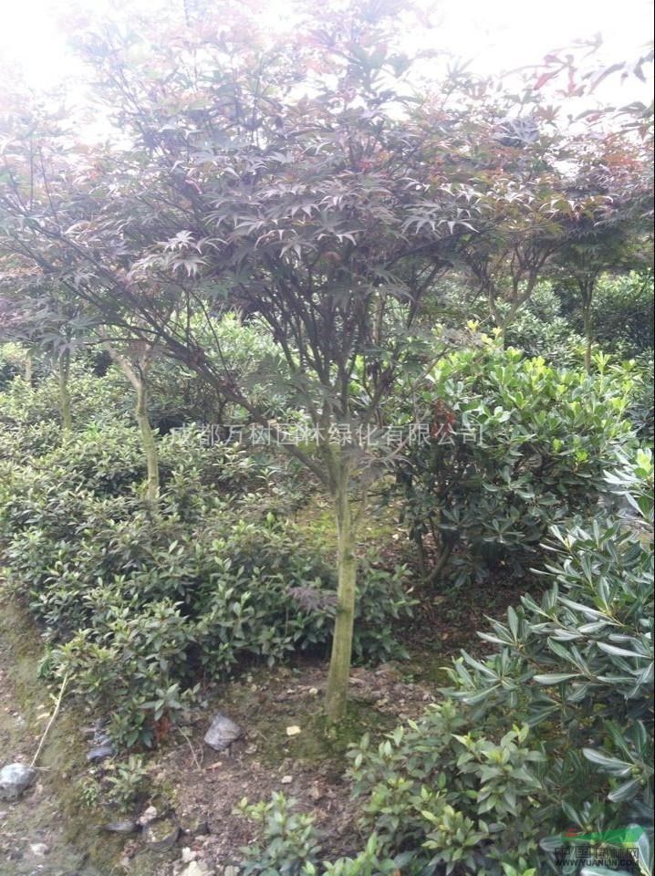 供應(yīng)紅楓 美國紅楓 成都紅楓 紅楓苗木價格 萬樹園林供應(yīng)