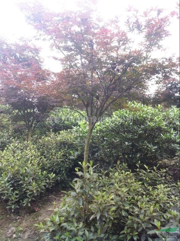 供應(yīng)紅楓 美國紅楓 成都紅楓 紅楓苗木價格 萬樹園林供應(yīng)