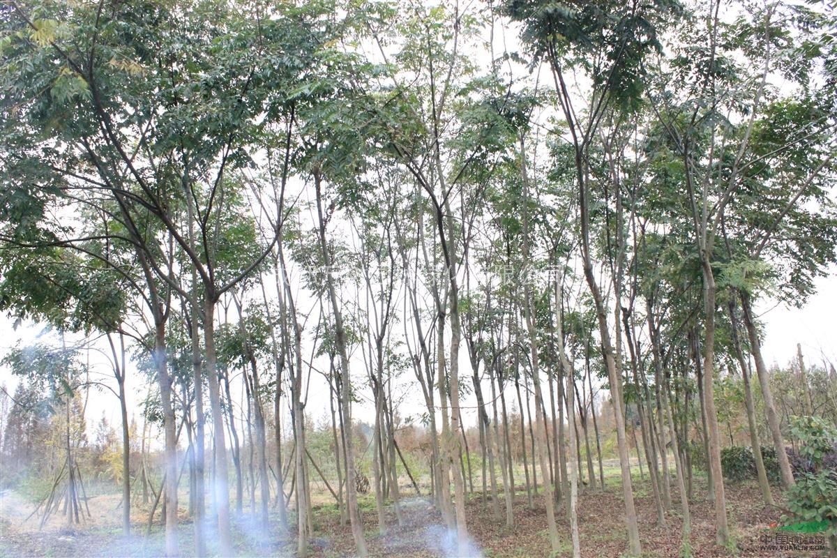 供應欒樹 成都欒樹 欒樹價格 欒樹行道樹 萬樹園林公司供應