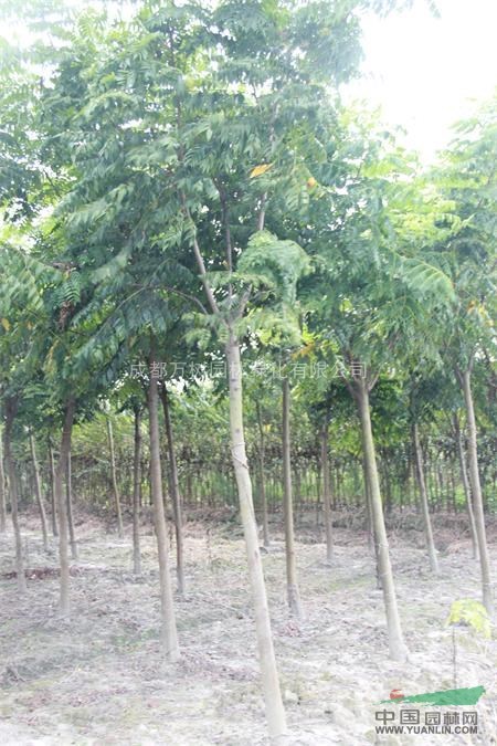 供應欒樹 成都欒樹 欒樹價格 欒樹行道樹 萬樹園林公司供應
