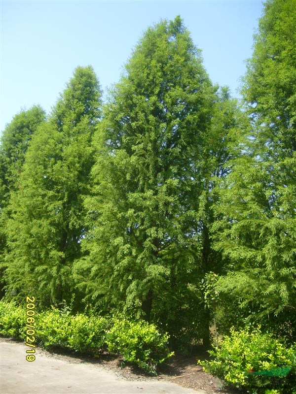 江蘇地區(qū)供應(yīng)東方杉規(guī)格3公分-25公分