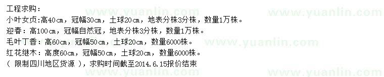 求購小葉女貞、迎春、毛葉丁香等