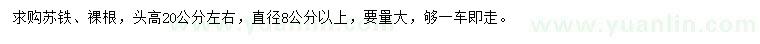求購直徑8公分以上蘇鐵