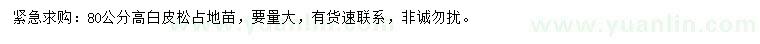 求購高80公分白皮松