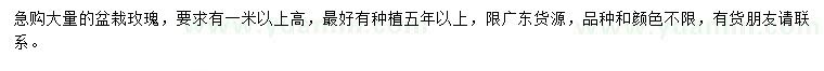 求購高1米以上盆栽玫瑰