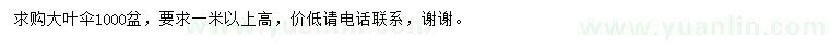 求購高1米以上大葉傘