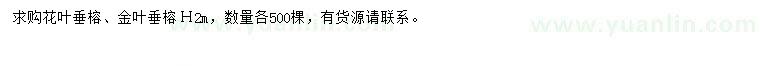 求購高2米花葉垂榕、金葉垂榕