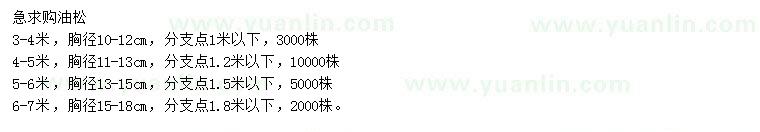 求購油松