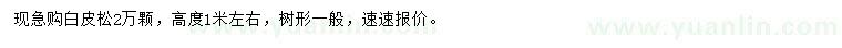 求購高1米左右白皮松