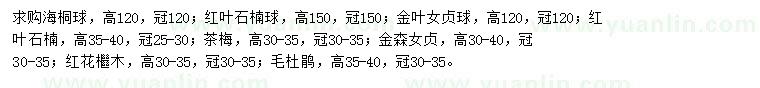 求購海桐球、紅葉石楠球、金葉女貞球等