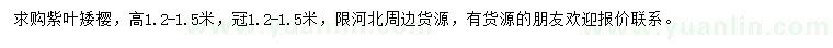 求購高1.2-1.5米紫葉矮櫻