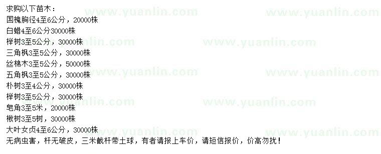 求購國槐、白蠟、櫸樹等