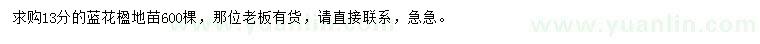 求購13公分藍(lán)花楹