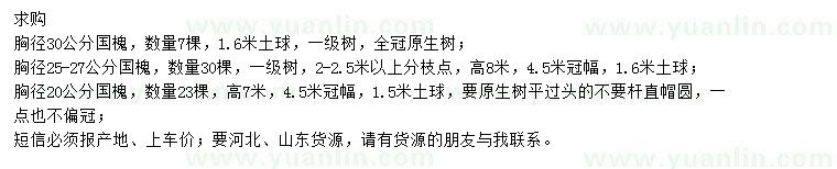 求購國槐