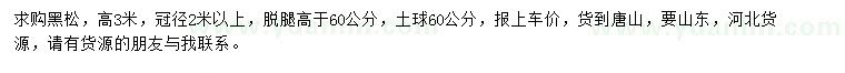 求購高3米黑松