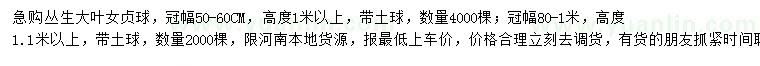 求購冠50-60、80-100公分叢生大葉女貞球