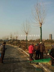 法桐~大量供應