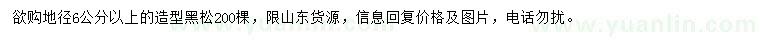 求購地徑6公分以上造型黑松