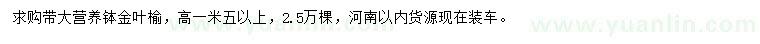 求購高1.5米金葉榆