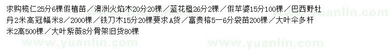 求購欖仁、澳洲火焰木、藍花楹等