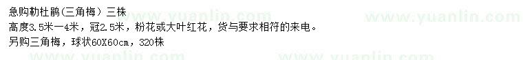 求購高度3.5-4米勒杜鵑、60X60公分三角梅