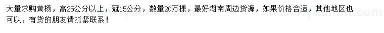 求購高25公分以上黃楊