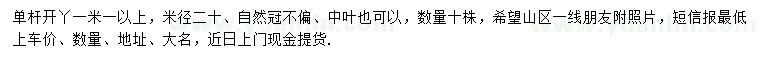 求購米徑20公分羅漢松