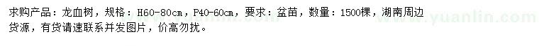 求購(gòu)高60-80公分龍血樹