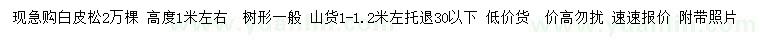 求購高度1米左右白皮松