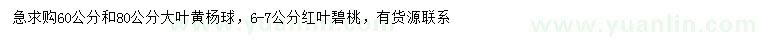 求購60、80公分大葉黃楊球、6-7公分紅葉碧桃