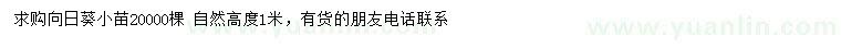 求購高1米向日葵