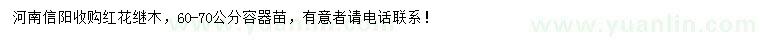 求購60-70公分紅花繼木容器苗