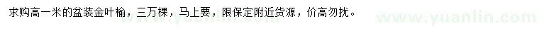 求購高1米金葉榆