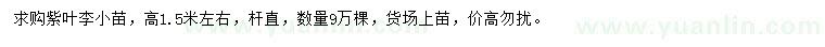 求購1.5米左右紫葉李小苗