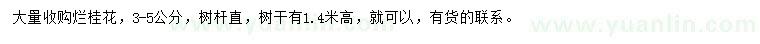 求購(gòu)3-5公分爛桂花