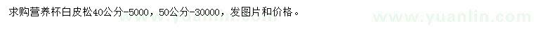 求購(gòu)40、50公分營(yíng)養(yǎng)杯白皮松