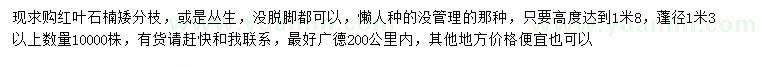 求購高1.8米紅葉石楠