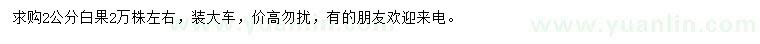 求購2公分白果