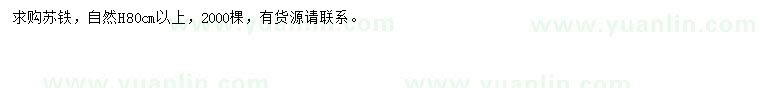 求購高80公分以上蘇鐵