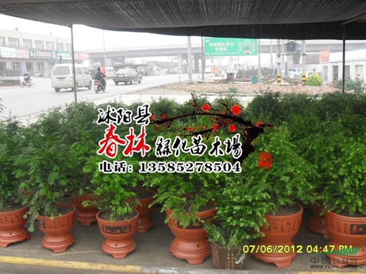 批發(fā)景觀花卉苗木 紅豆杉苗 東北紅豆杉 南方紅豆杉 紅豆杉樹苗